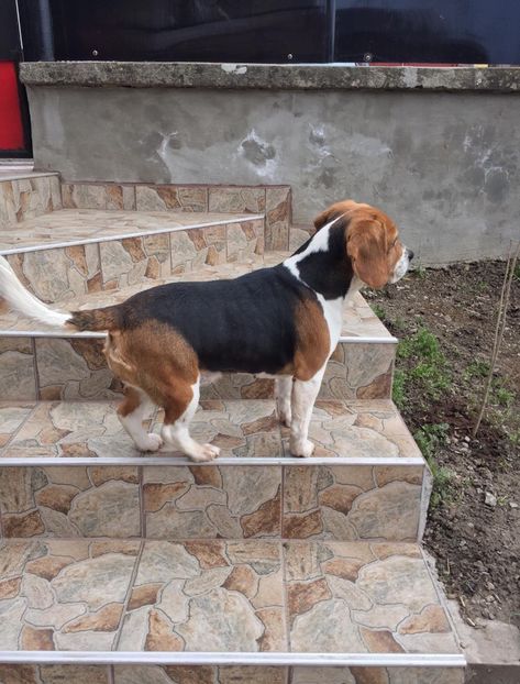 D602D070-CA2A-4378-9E44-CB442AE5343C - 10 LARA