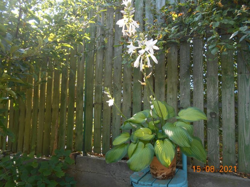  - 02 Azalee-rhododendroni-heleborusi-hortensii-hoste 2021