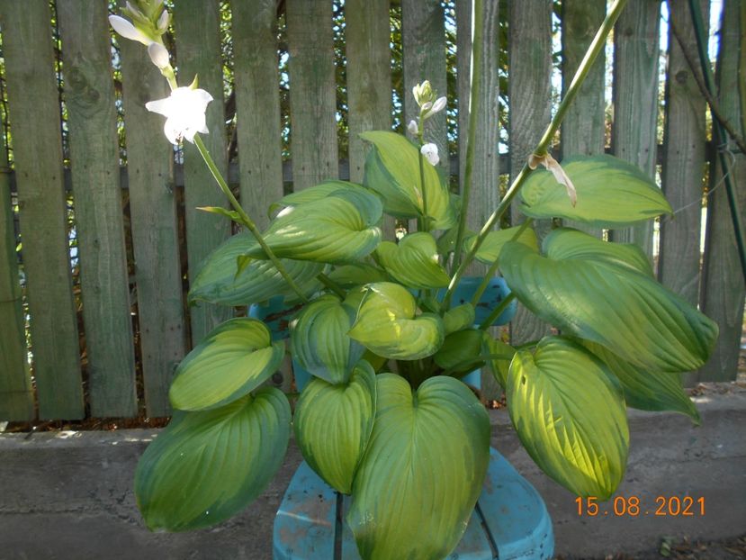 - 02 Azalee-rhododendroni-heleborusi-hortensii-hoste 2021