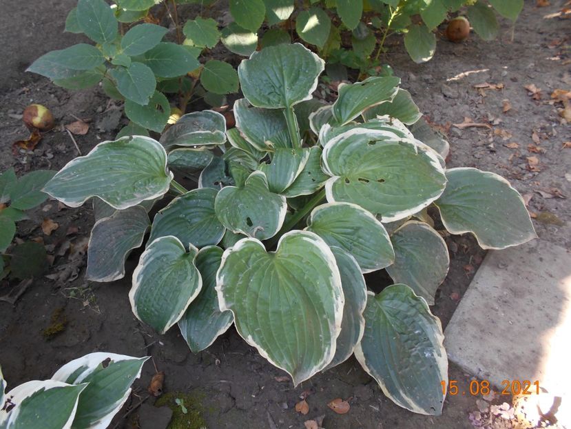  - 02 Azalee-rhododendroni-heleborusi-hortensii-hoste 2021