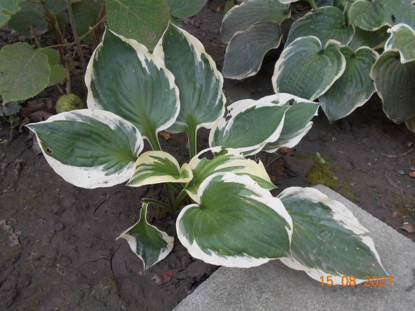  - 02 Azalee-rhododendroni-heleborusi-hortensii-hoste 2021