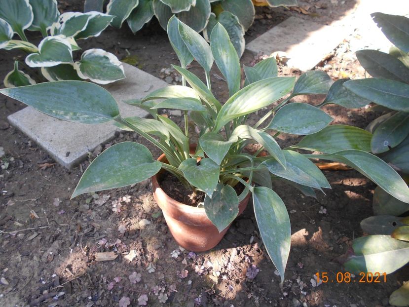 blue angel - 02 Azalee-rhododendroni-heleborusi-hortensii-hoste 2021