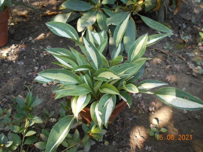  - 02 Azalee-rhododendroni-heleborusi-hortensii-hoste 2021