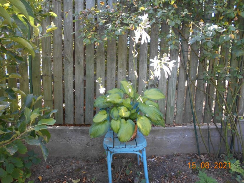  - 02 Azalee-rhododendroni-heleborusi-hortensii-hoste 2021