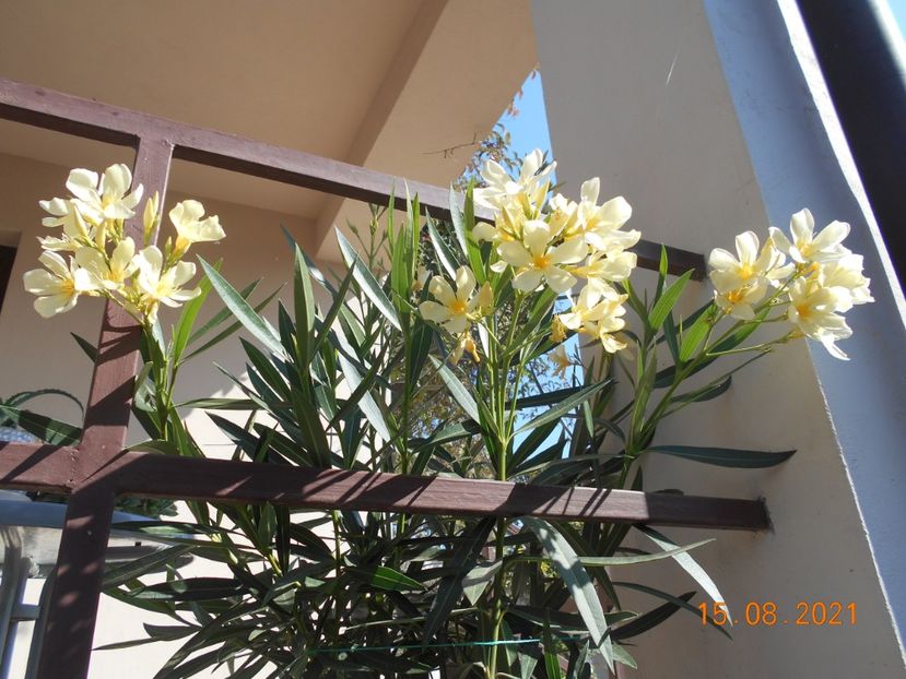 Maria Gambetta - 02 Leandri 2021