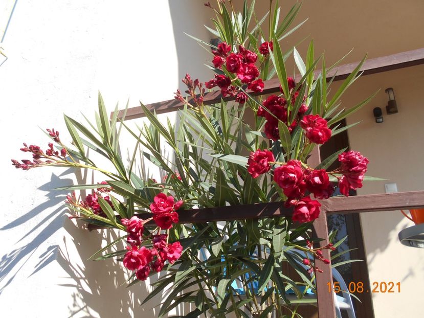 Rubis - 02 Leandri 2021