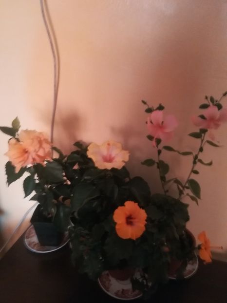  - Hibiscus 2021