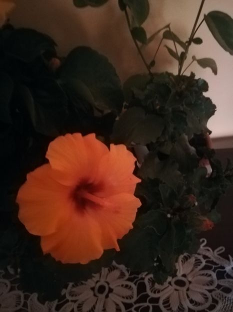  - Hibiscus 2021