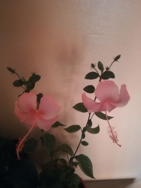  - Hibiscus 2021