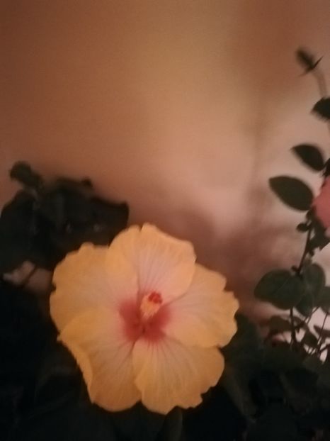  - Hibiscus 2021