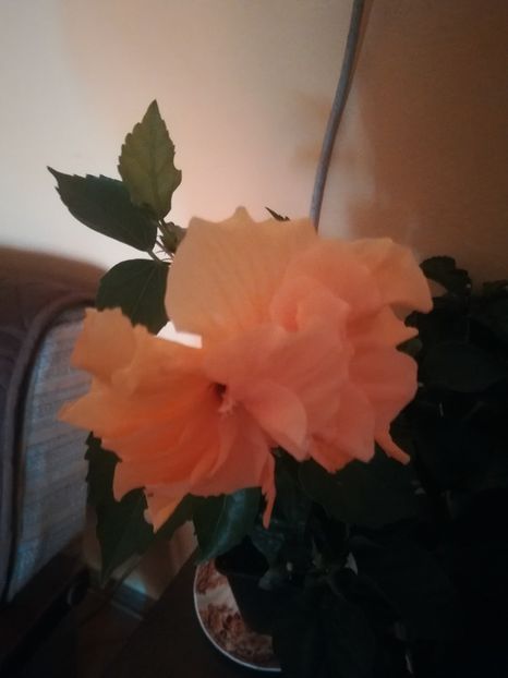  - Hibiscus 2021