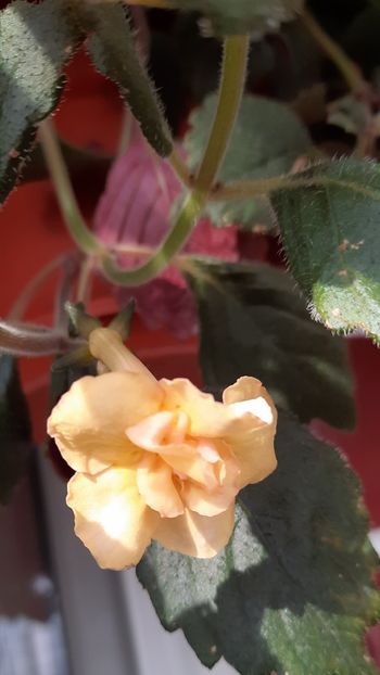  - 12 Achimenes 2021