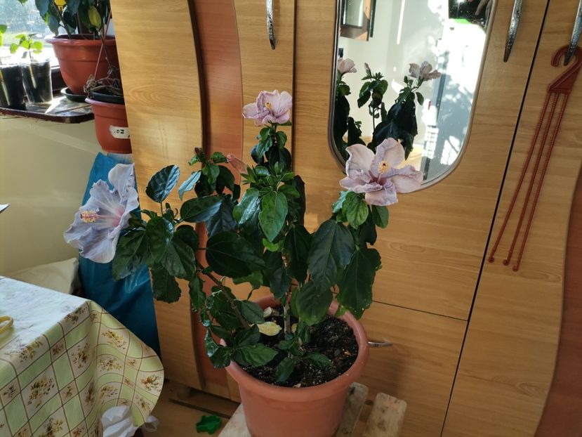  - Hibiscusi