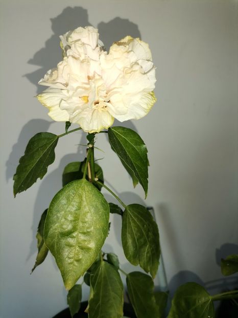  - Hibiscusi