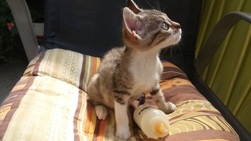 La multi ani Maria!❤ - Povestea unui pisic mic