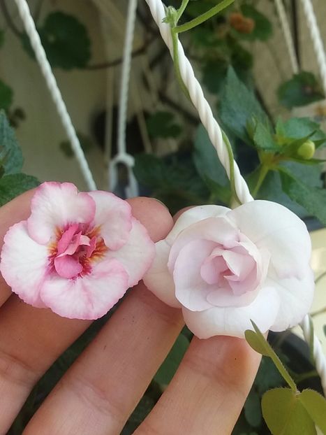 Rebecca H (stanga) & Frumoasa nec (dreapta) - Achimenes varietati - drumul florilor