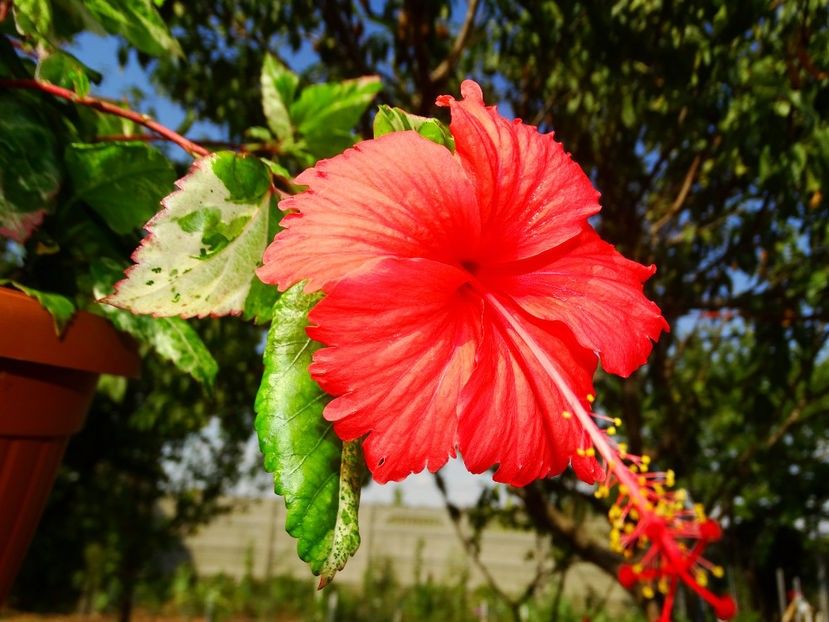 113740960 (1) - Hibiscus japonez