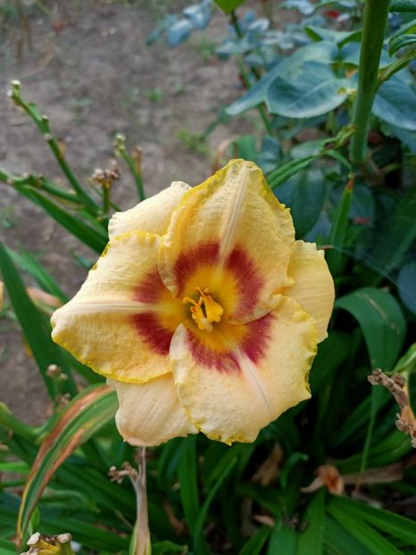 IMG20210730204527 - La mulți ani Maria