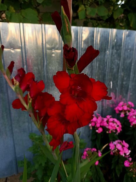 IMG20210808204218 - La mulți ani Maria