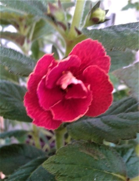 20210815_085858-1 - 0000 ACHIMENES