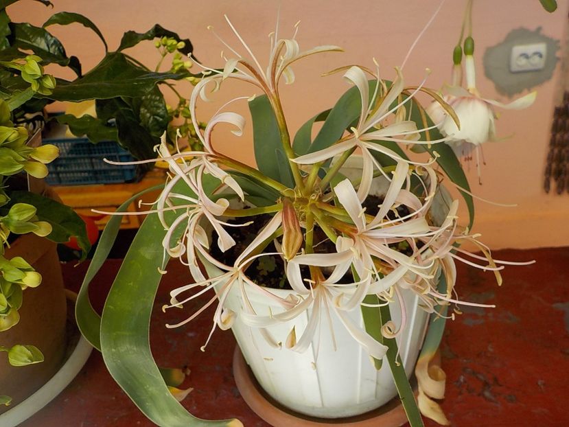  - ammocharis-coranica