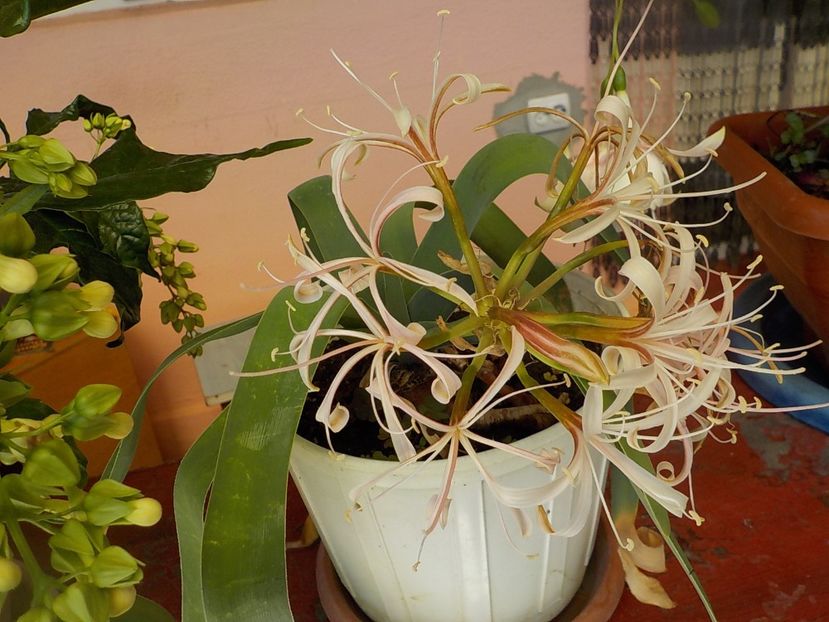  - ammocharis-coranica