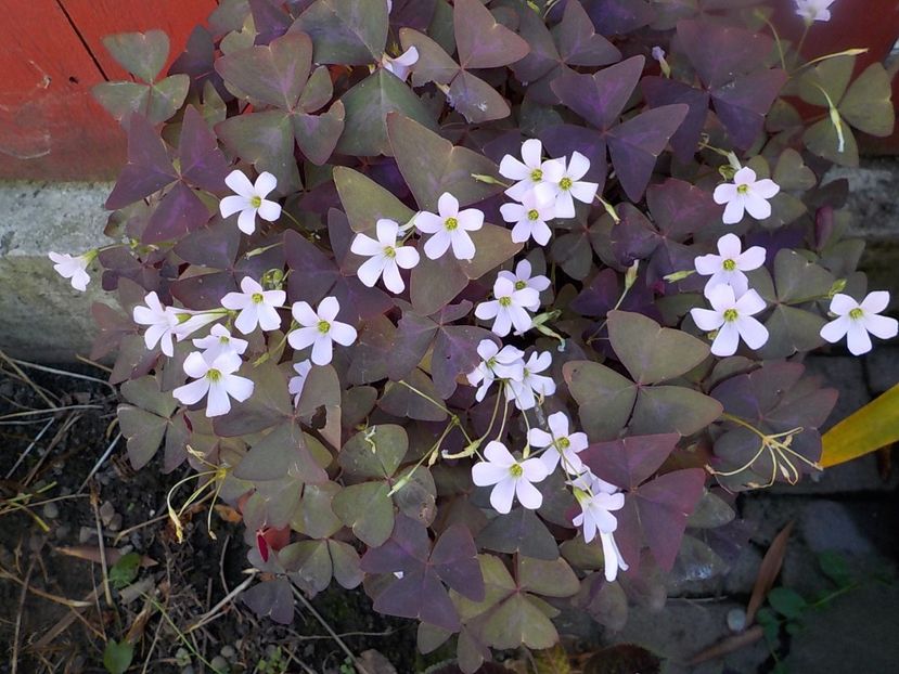  - oxalis triangularis