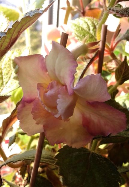 20210815_092629-3 - 000012 ACHIMENES