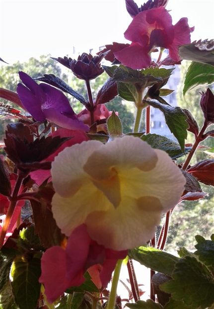 20210815_092549-6 - 000012 ACHIMENES