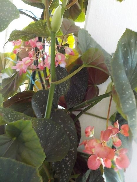  - begonia lucernae