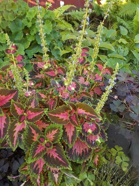  - coleus
