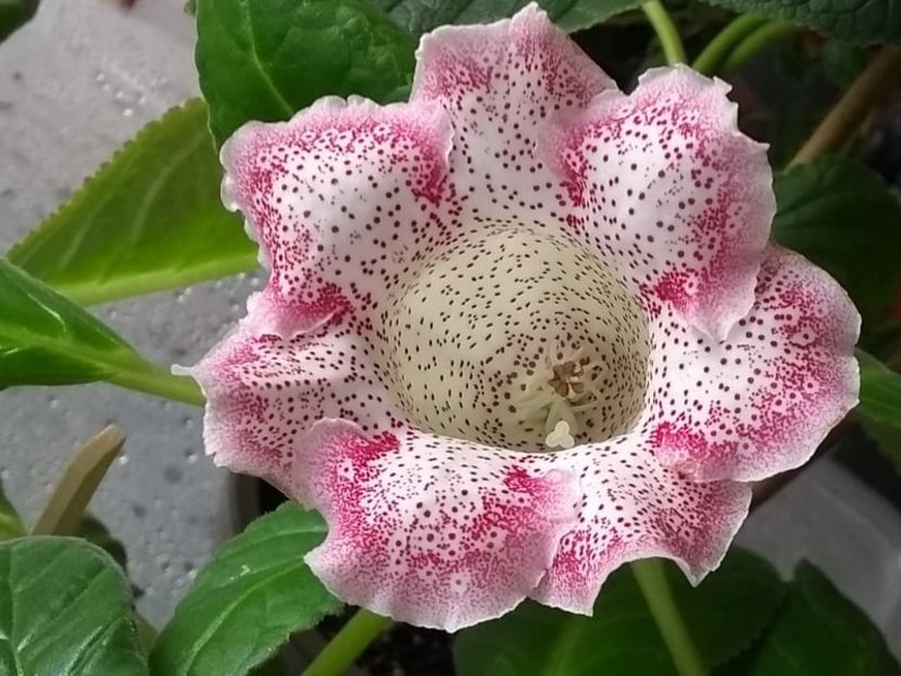  - Gloxinia din seminte 2020-2021