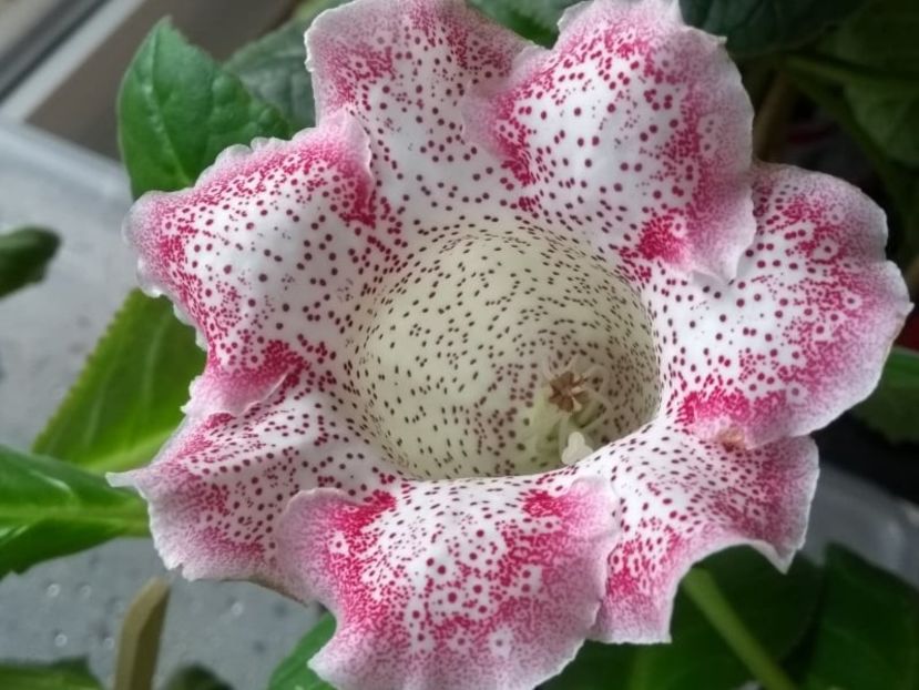  - Gloxinia din seminte 2020-2021