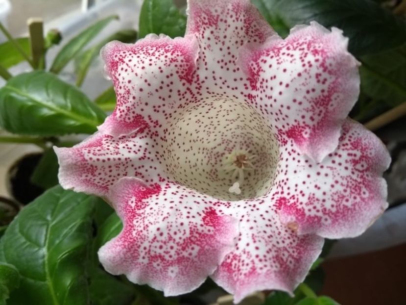  - Gloxinia din seminte 2020-2021