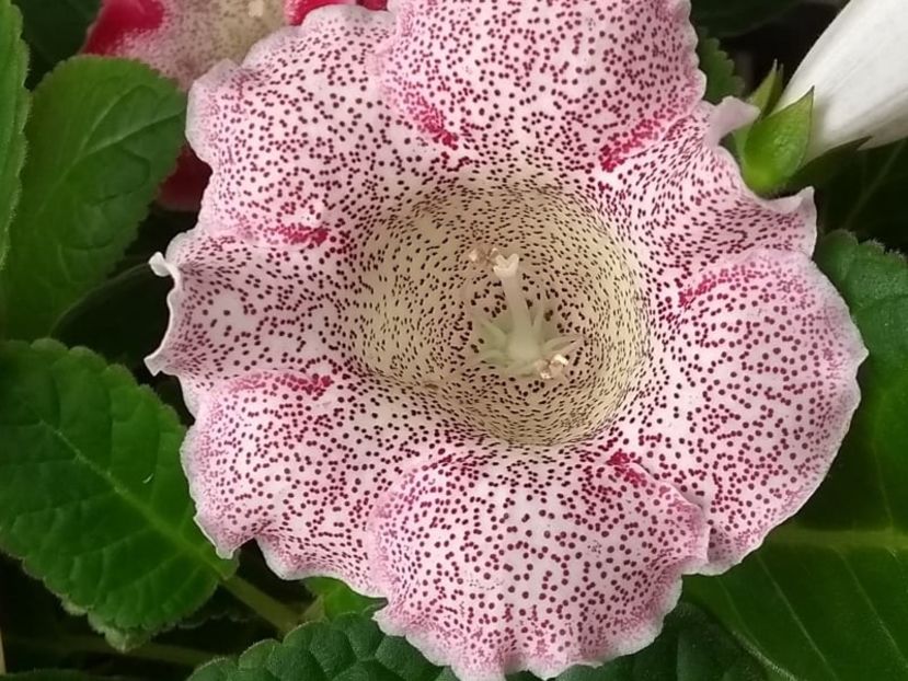  - Gloxinia din seminte 2020-2021