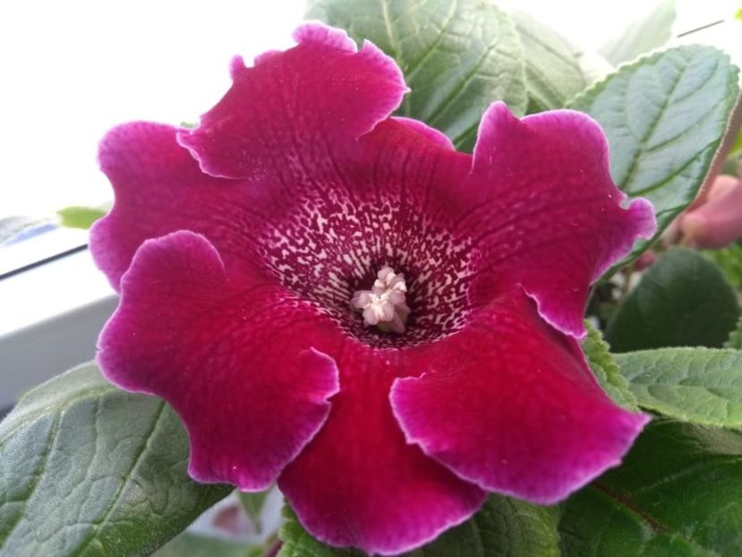 35a - Gloxinia din seminte 2020-2021