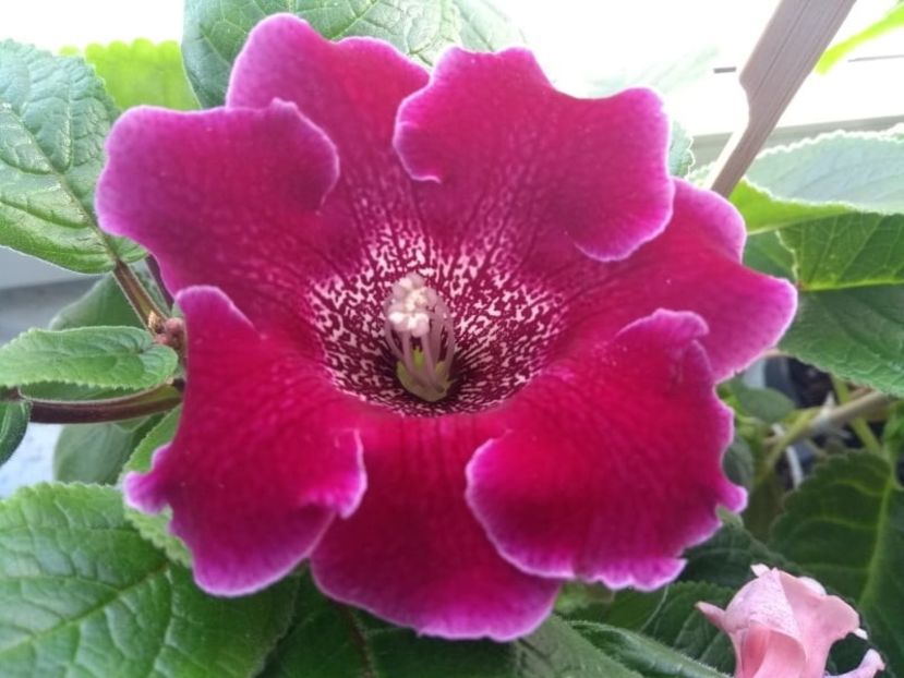 35b - Gloxinia din seminte 2020-2021