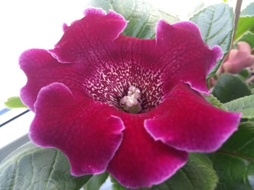 35c - Gloxinia din seminte 2020-2021