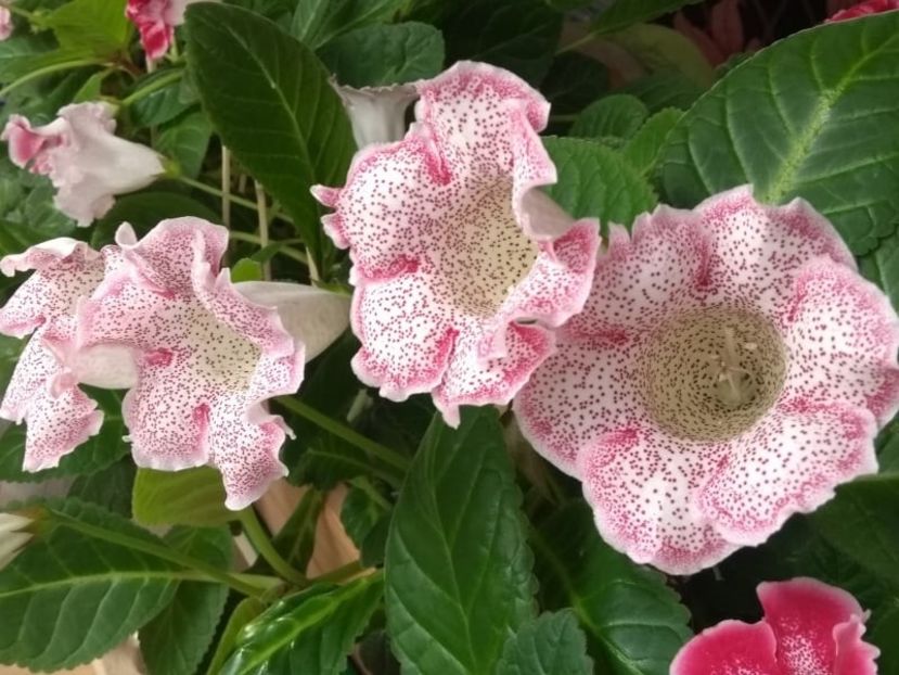  - Gloxinia din seminte 2020-2021