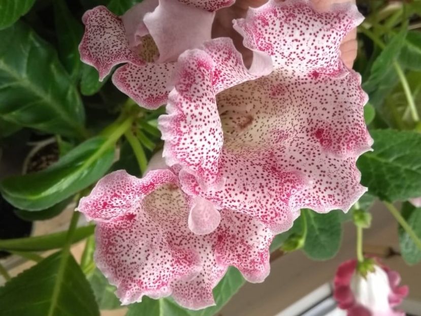  - Gloxinia din seminte 2020-2021