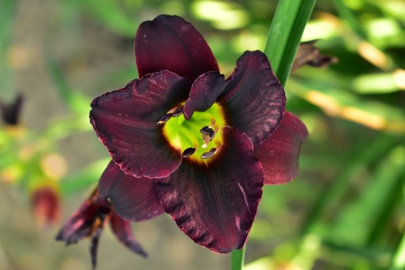  - Hemerocallis 2021