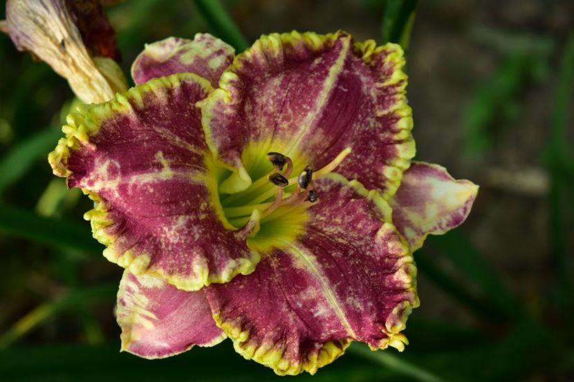  - Hemerocallis 2021