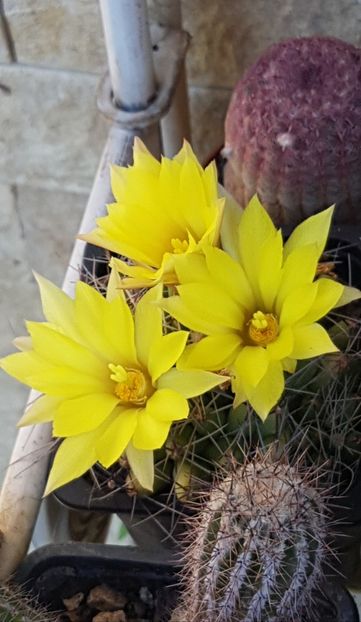 Mammillaria longimamma - Mammillaria