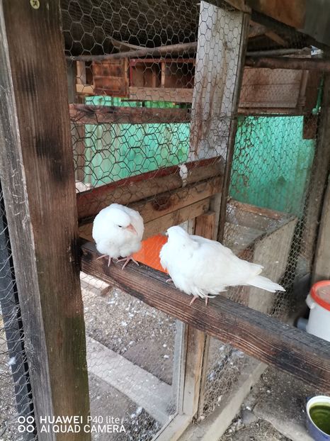  - Turturele Razatoare