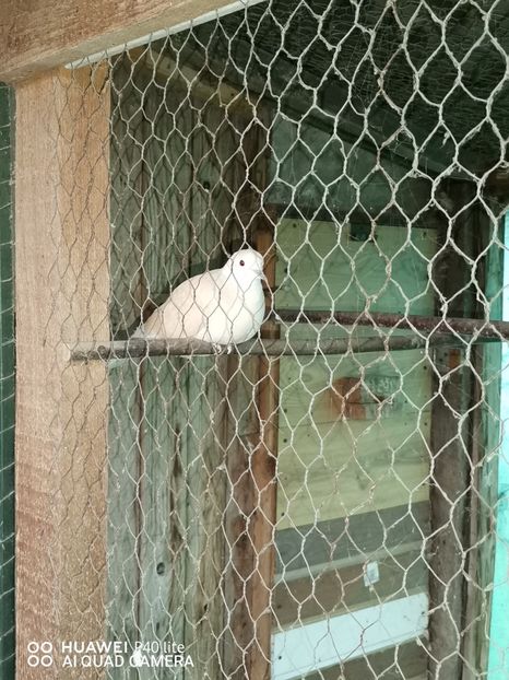  - Turturele Razatoare