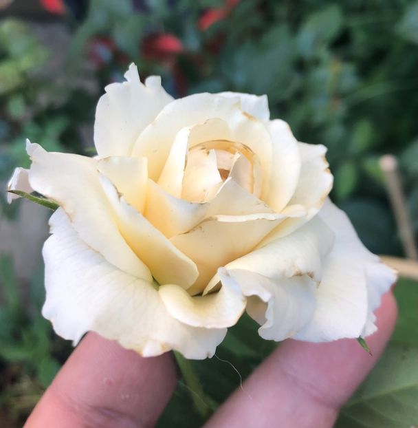 F57F3385-642E-4768-A69F-AEE04B01ACBF - LADY ROMANTICA