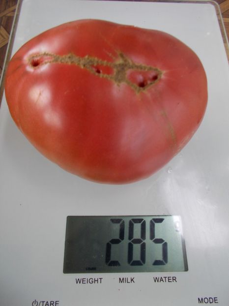  - SEMINTE ROSII - T 794 ROSSELLA PURPLE