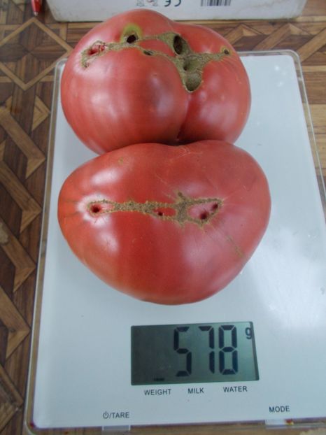  - SEMINTE ROSII - T 794 ROSSELLA PURPLE