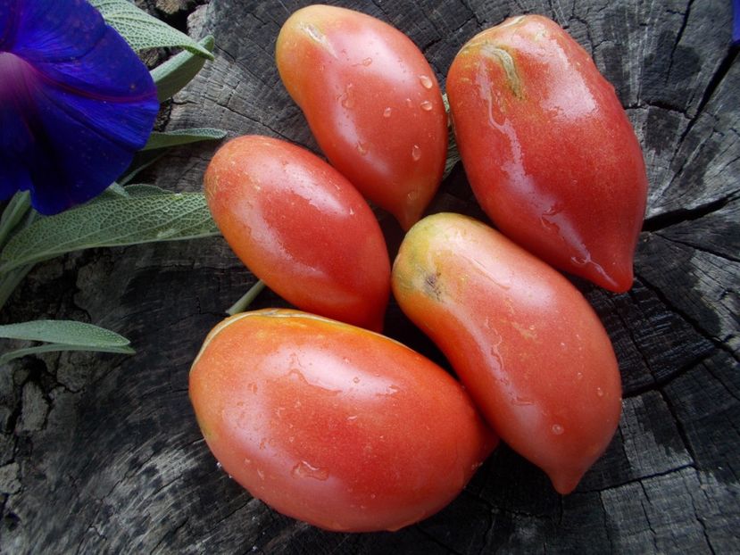  - SEMINTE ROSII - T 695 VOLCHIY KLUK