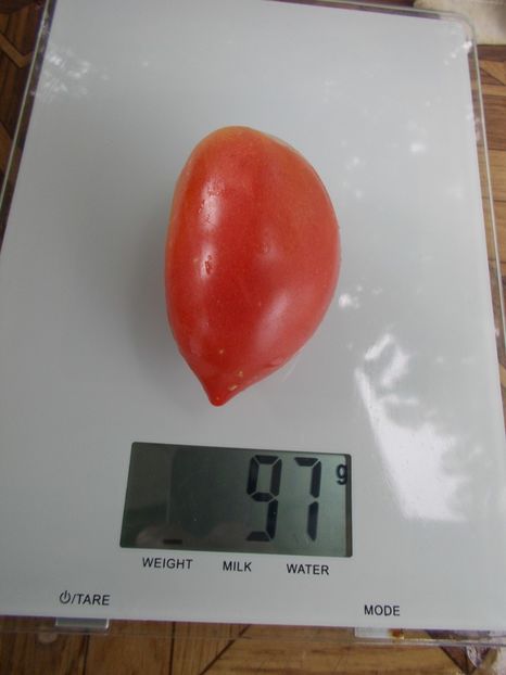  - SEMINTE ROSII - T 695 VOLCHIY KLUK